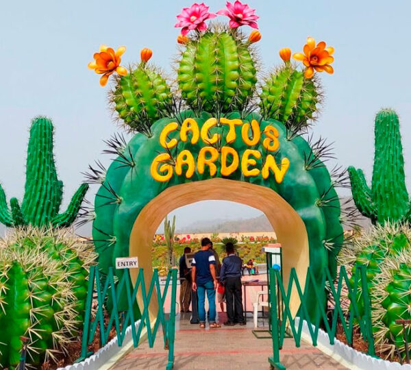 Cactus & Butterfly Garden