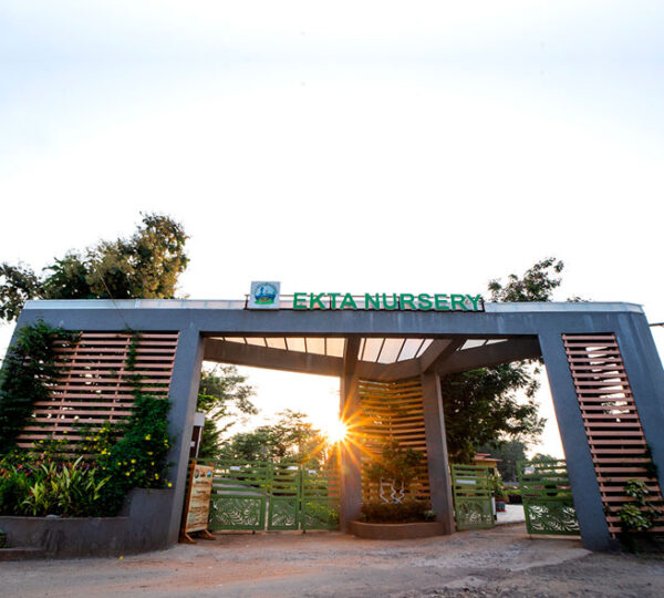 Ekta Nursery