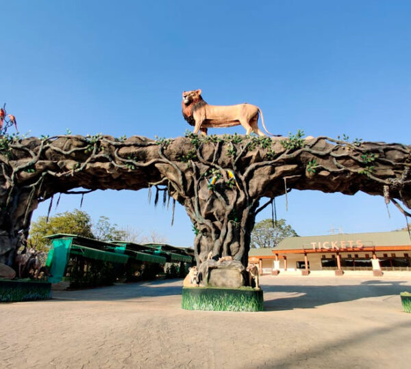 Jungle Safari