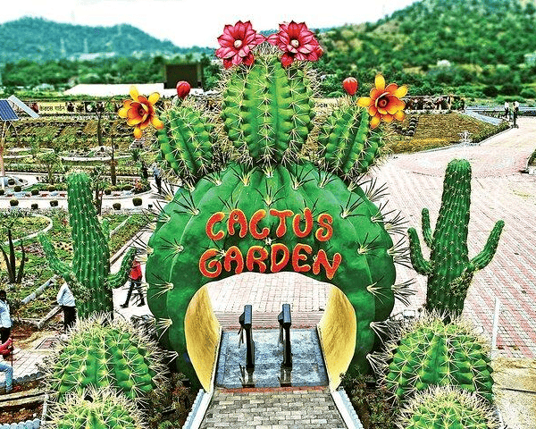 cactus Garden
